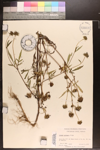 Bidens polylepis image