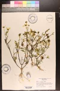 Bidens polylepis image