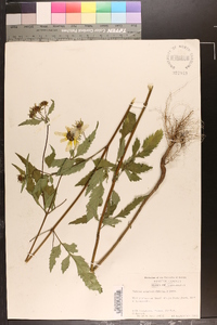 Bidens aristosa image