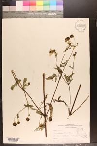 Bidens aristosa image