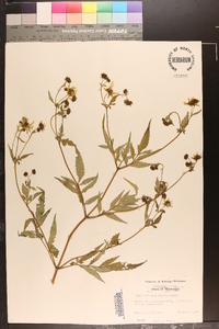 Bidens aristosa image