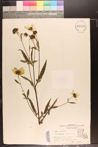 Bidens aristosa image