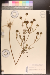 Bidens polylepis image