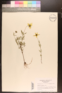 Bidens polylepis image