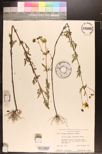 Bidens polylepis image