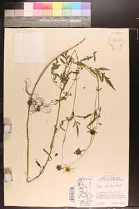 Bidens trichosperma image