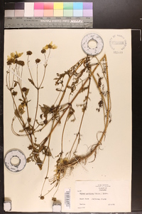 Bidens aristosa image