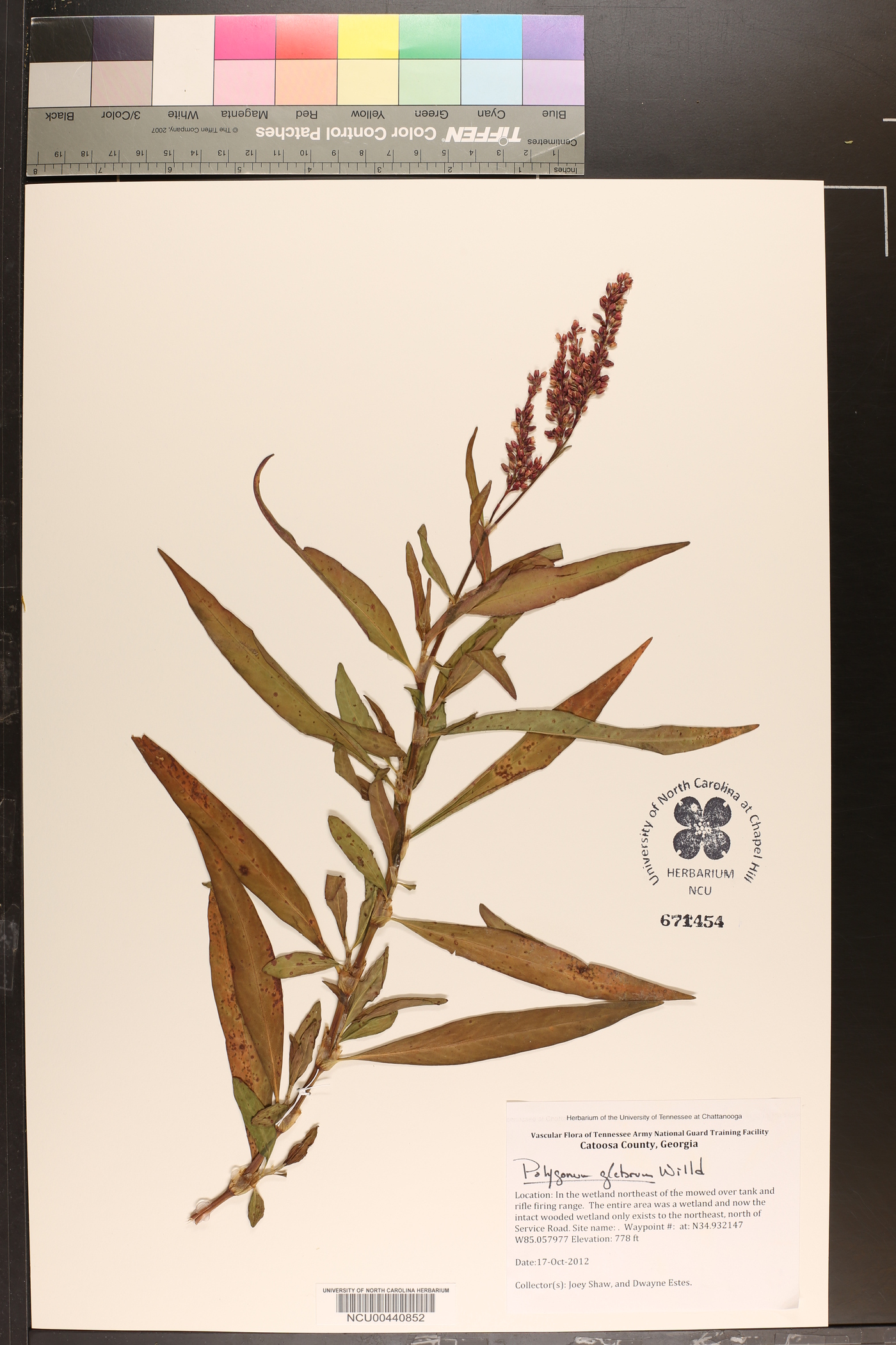 Polygonum glabrum image