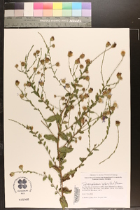 Symphyotrichum patens image