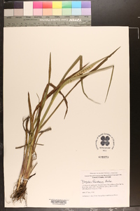 Paspalum floridanum image