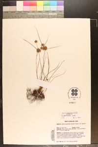 Cyperus filiculmis image