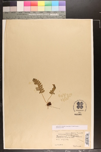 Polypodium polypodioides image