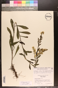 Solidago puberula var. puberula image