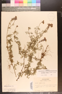 Glandularia pulchella image