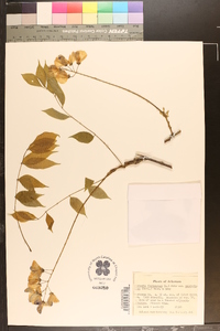 Wisteria frutescens var. macrostachya image