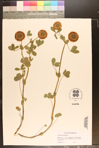 Trifolium reflexum image