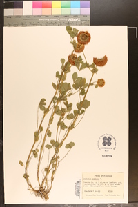 Trifolium reflexum image