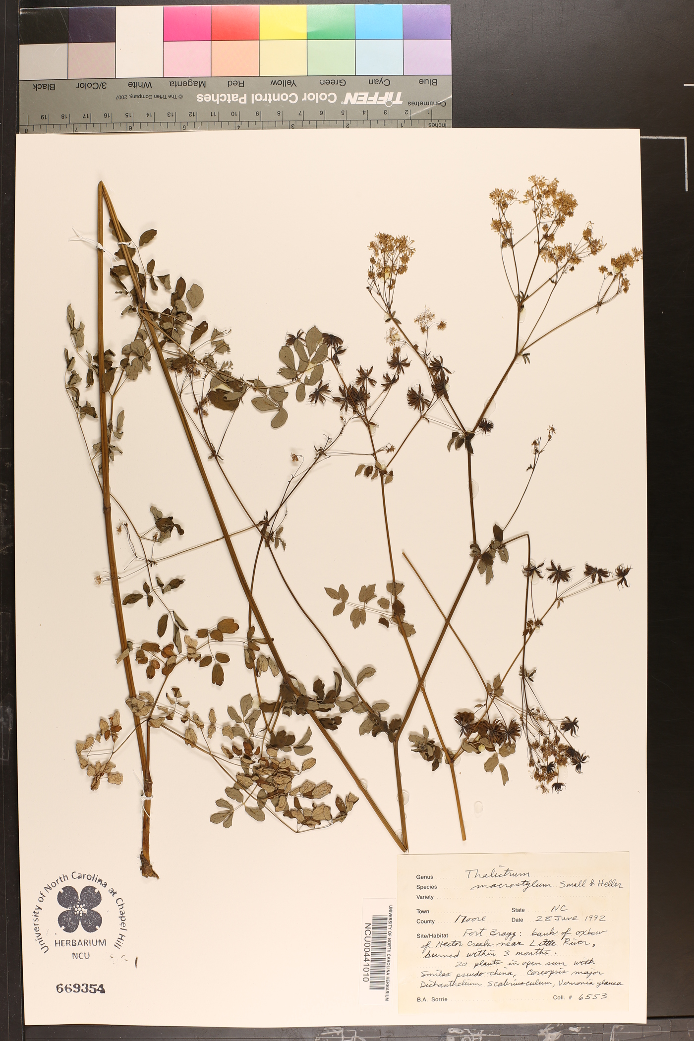 Thalictrum macrostylum image