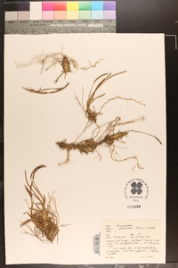 Eremochloa ophiuroides image