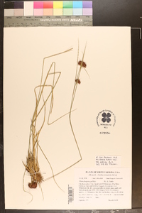 Rhynchospora pallida image