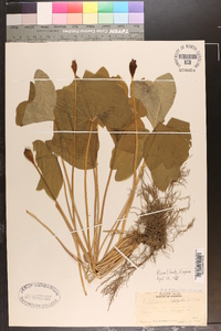 Jeffersonia diphylla image