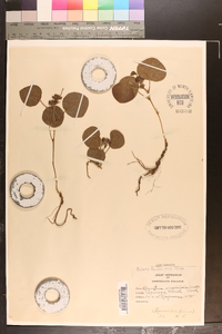 Eriosema simplicifolium image