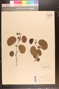 Rhynchosia tomentosa var. monophylla image