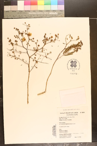 Acacia retusa image