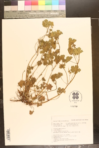 Geranium rotundifolium image