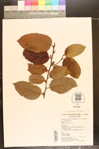 Dalbergia ecastaphyllum image