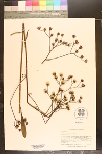 Vernonia acaulis image