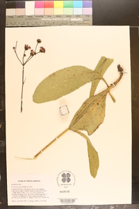 Vernonia acaulis image