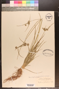 Cyperus filiculmis image