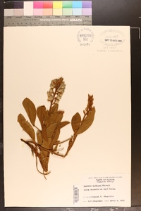 Lupinus diffusus image