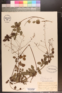 Desmodium glabellum image