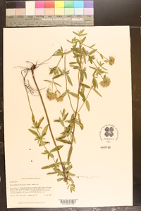 Pycnanthemum flexuosum image