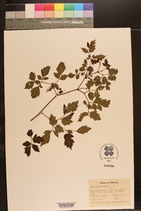 Ampelopsis arborea image