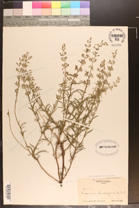 Dicerandra linearifolia image