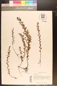 Ludwigia microcarpa image