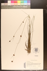 Rhynchospora filifolia image