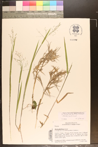 Dichanthelium aciculare var. ramosum image