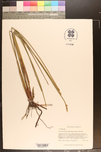 Eleocharis quadrangulata image