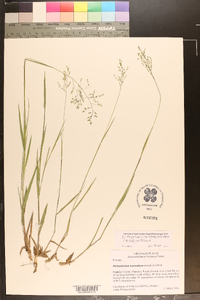 Dichanthelium aciculare var. ramosum image