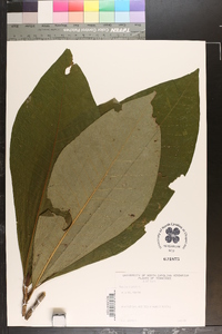 Magnolia tripetala image