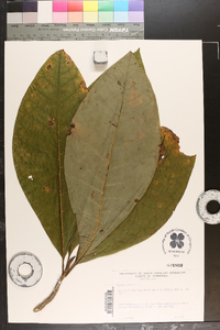 Magnolia tripetala image