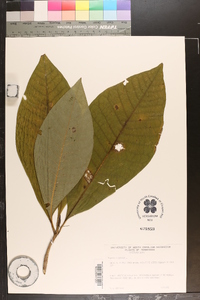 Magnolia tripetala image