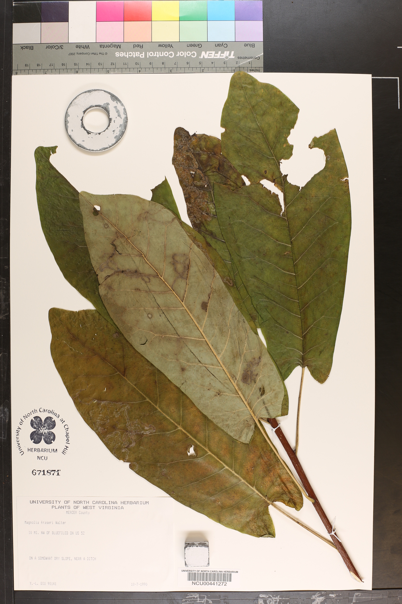 Magnolia fraseri image