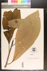 Magnolia tripetala image