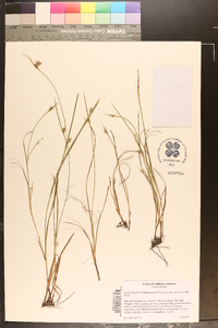 Scleria pauciflora image