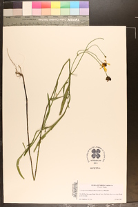 Coreopsis aristulata image